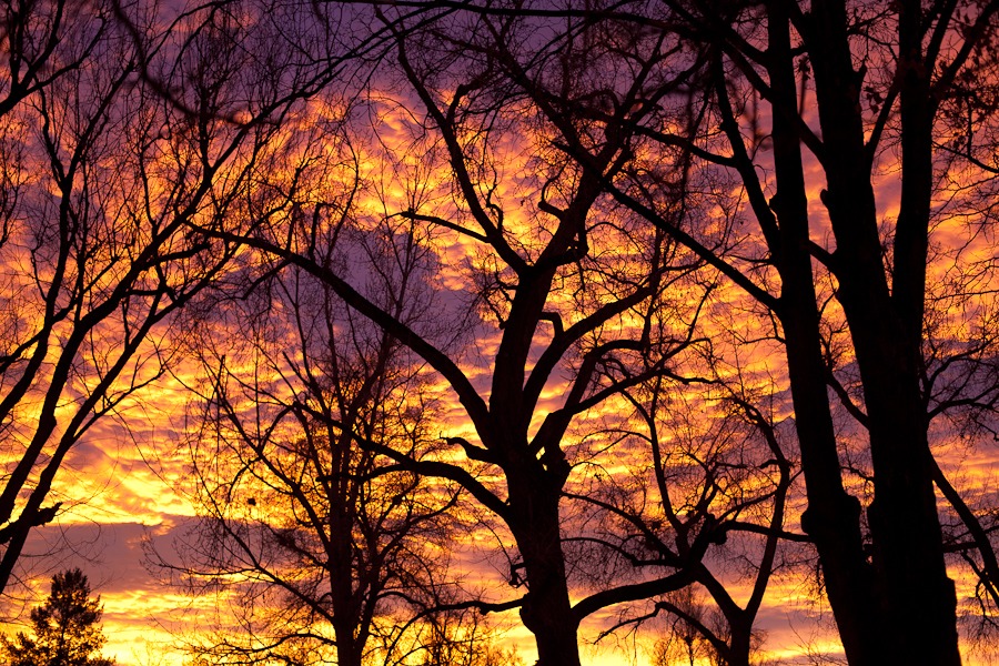 an orange and yellow and purple sunrise behind silhouetted trees