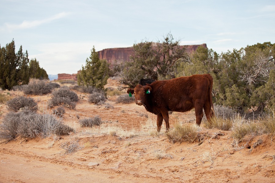 a cow looks at the camera while standing in a desert landscape