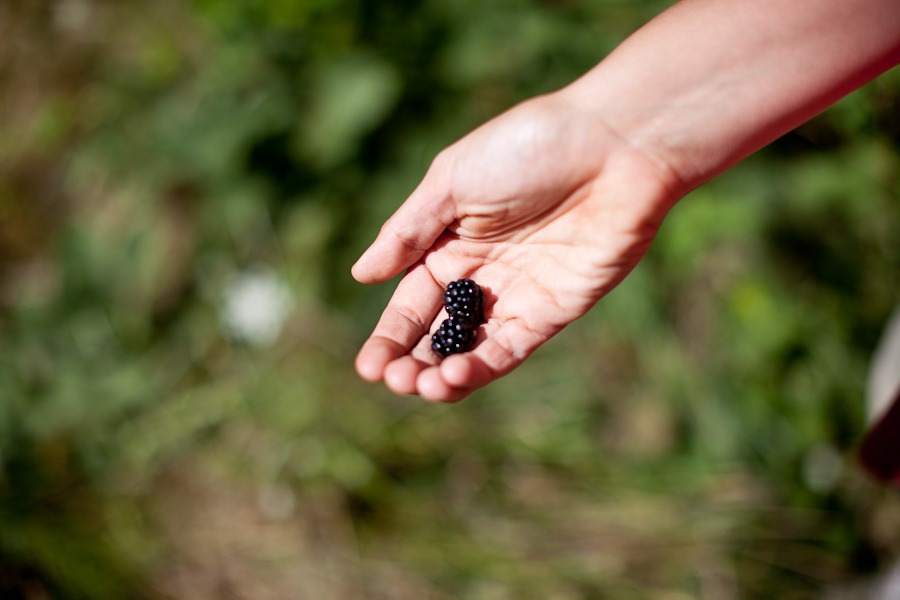 a blackberry sits in the palm of a hand
