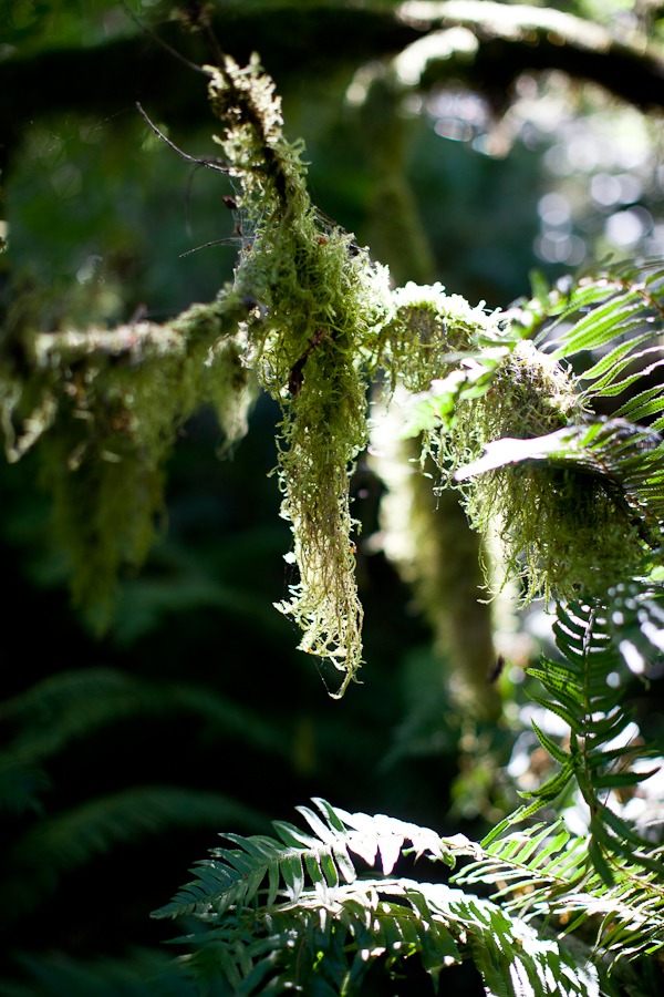 moss grows on fauna