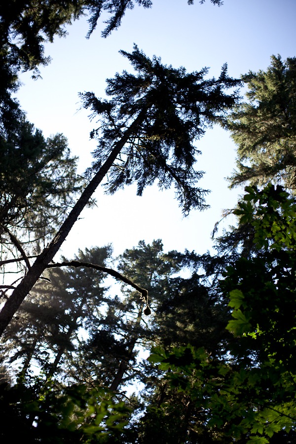 looking up at tall trees and blue skies