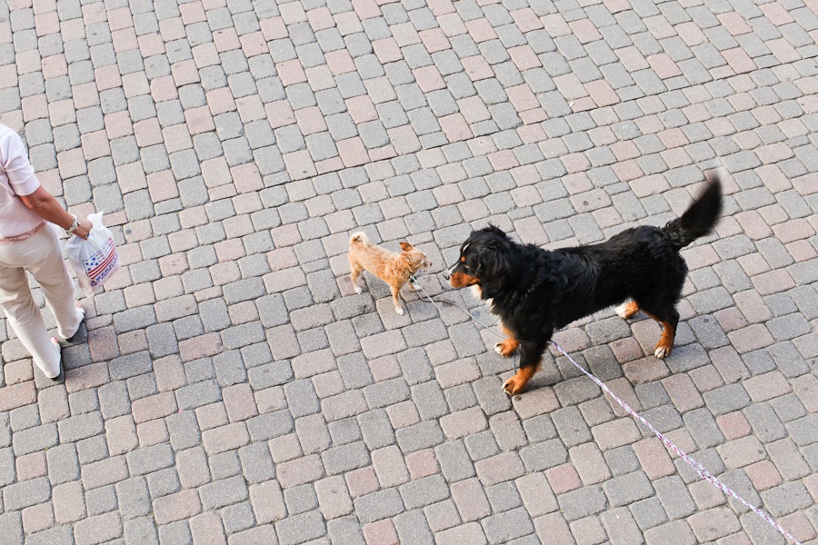 a big dog on a leash stands by a small dog on a smaller leash