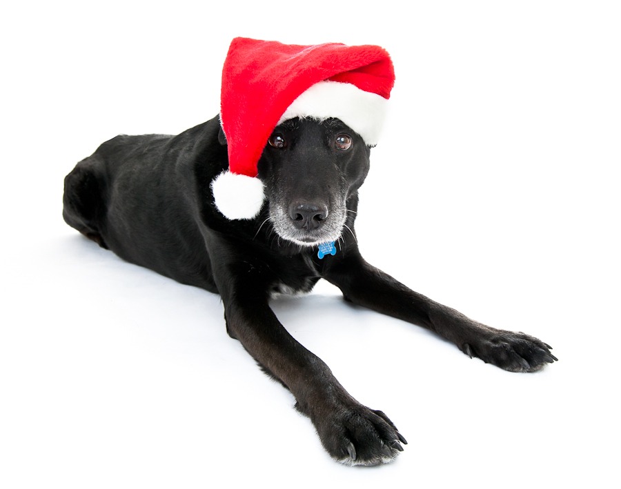 a black dog on a white ground sits while wearing a red santa hat