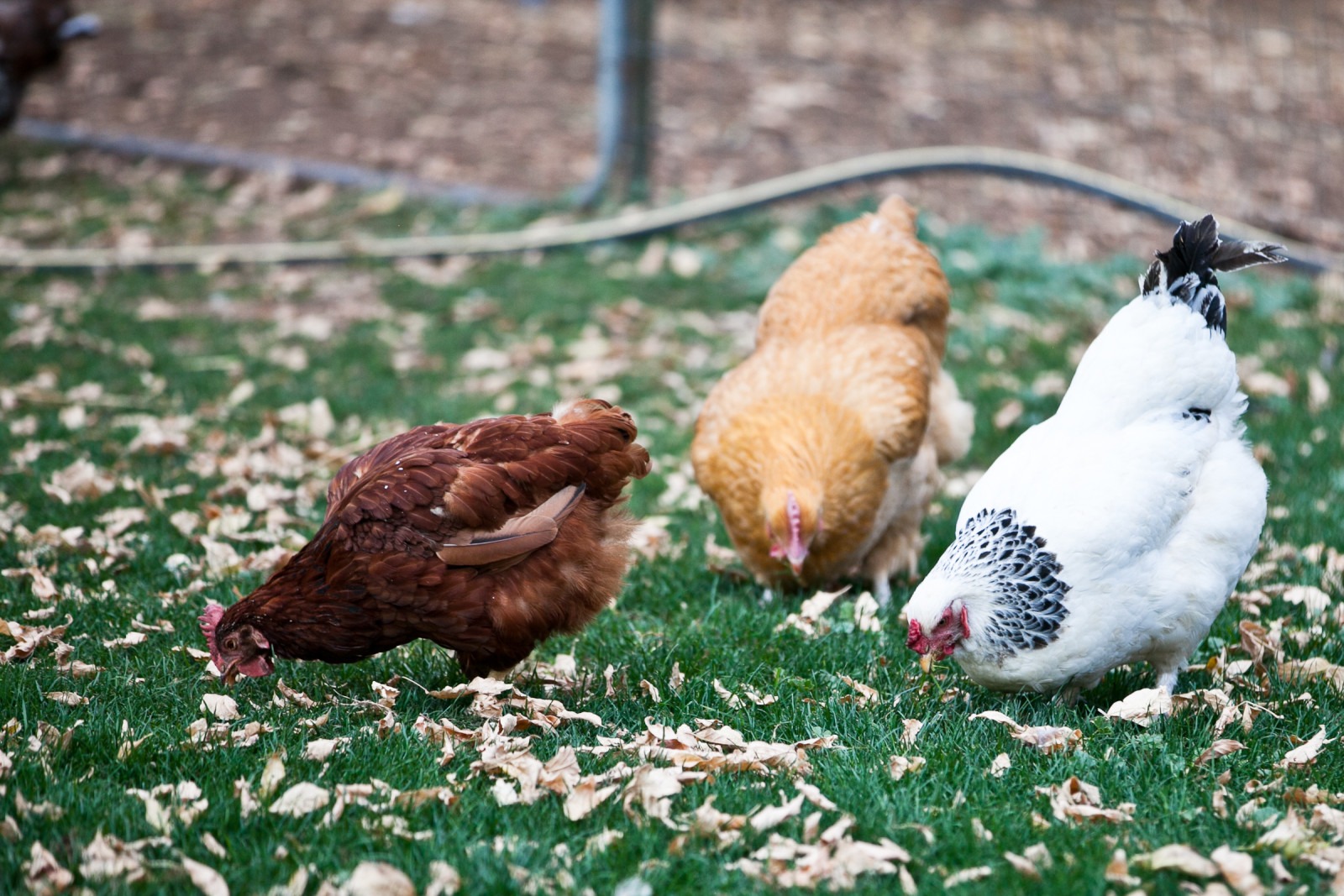 three chickens peck at green grass