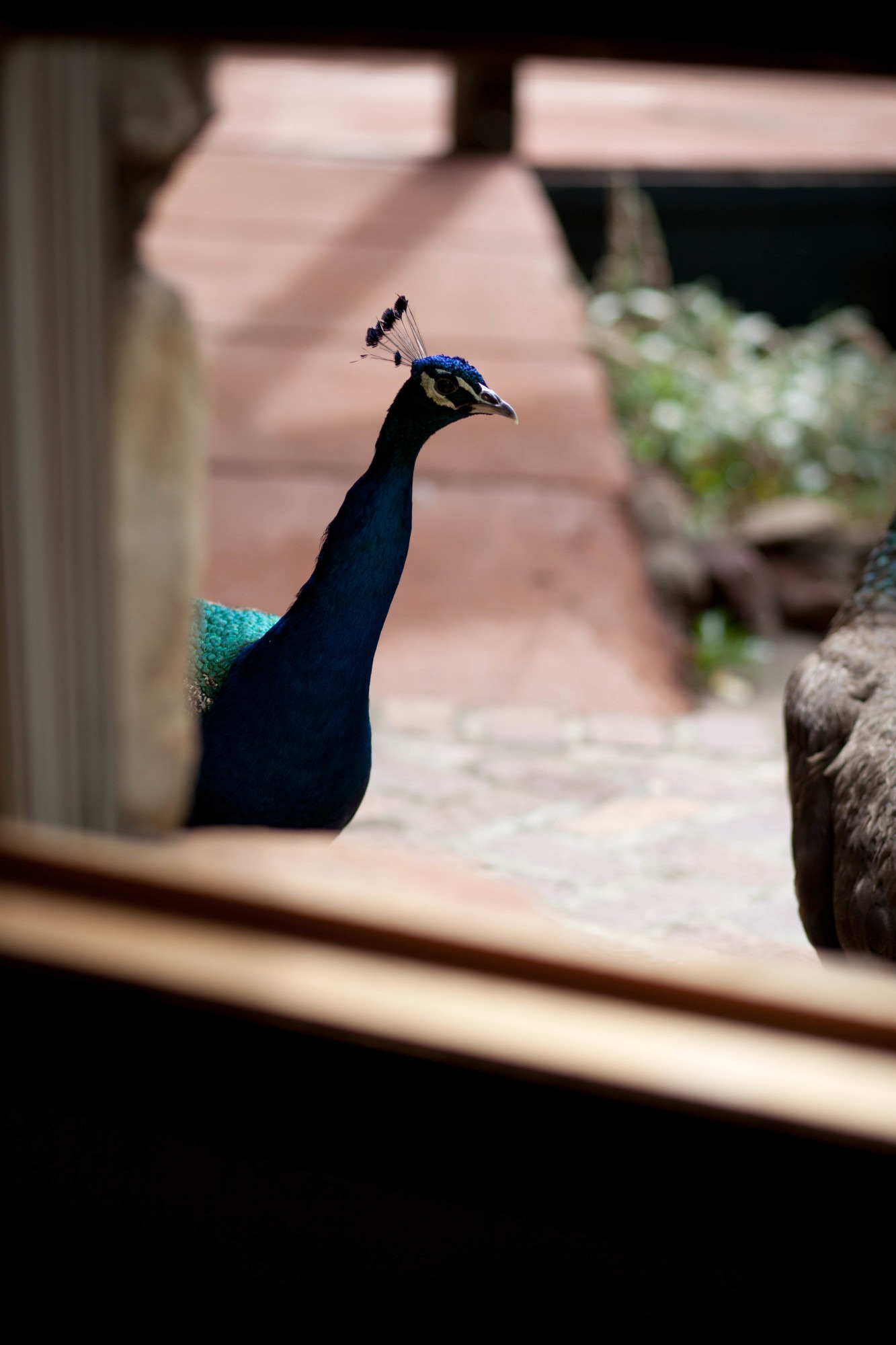 a peacock looks into a window