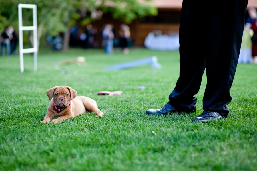 a puppy dog lies on a green lawn