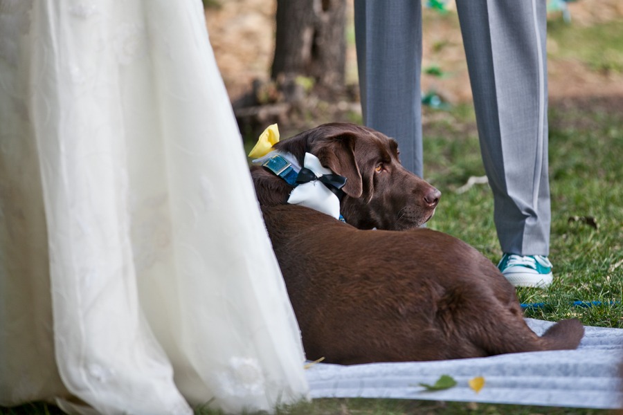 a brown lab sits by a bride and groom during an outdoor wedding ceremony
