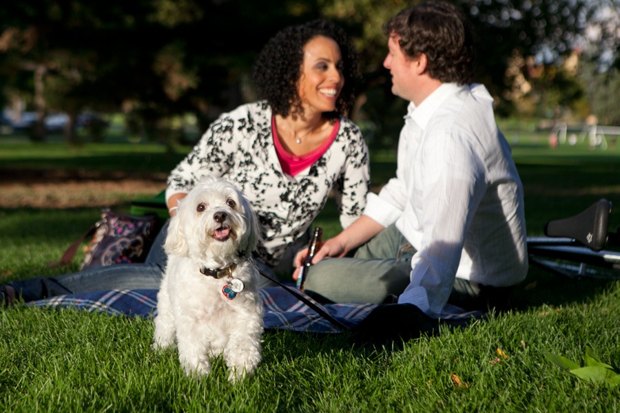a white dog looks at the camera while a man and woman sit on a green lawn behind it