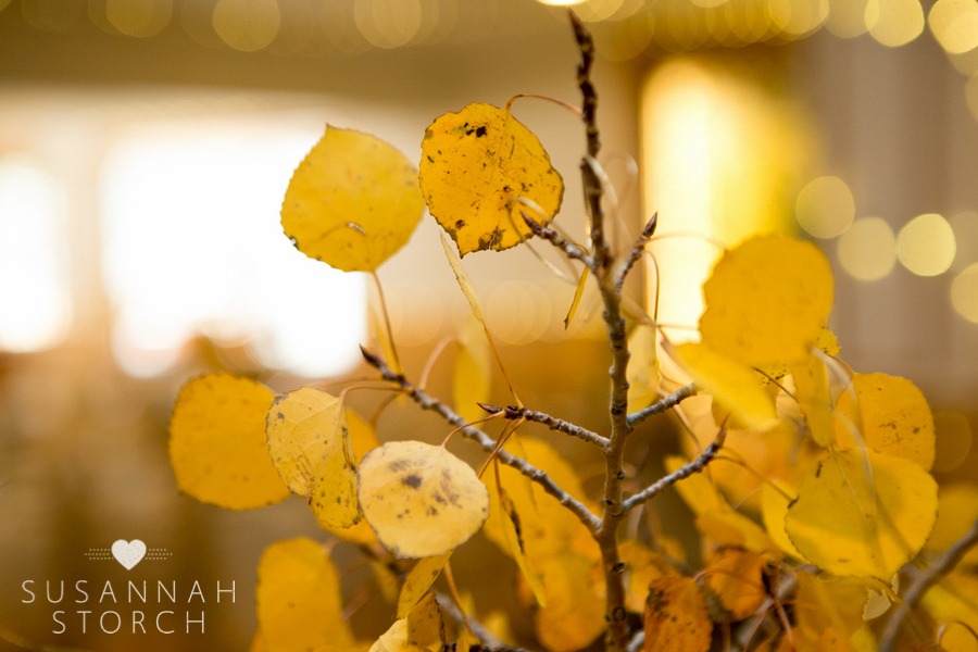 yellow aspen leaves in front of twinlke lights