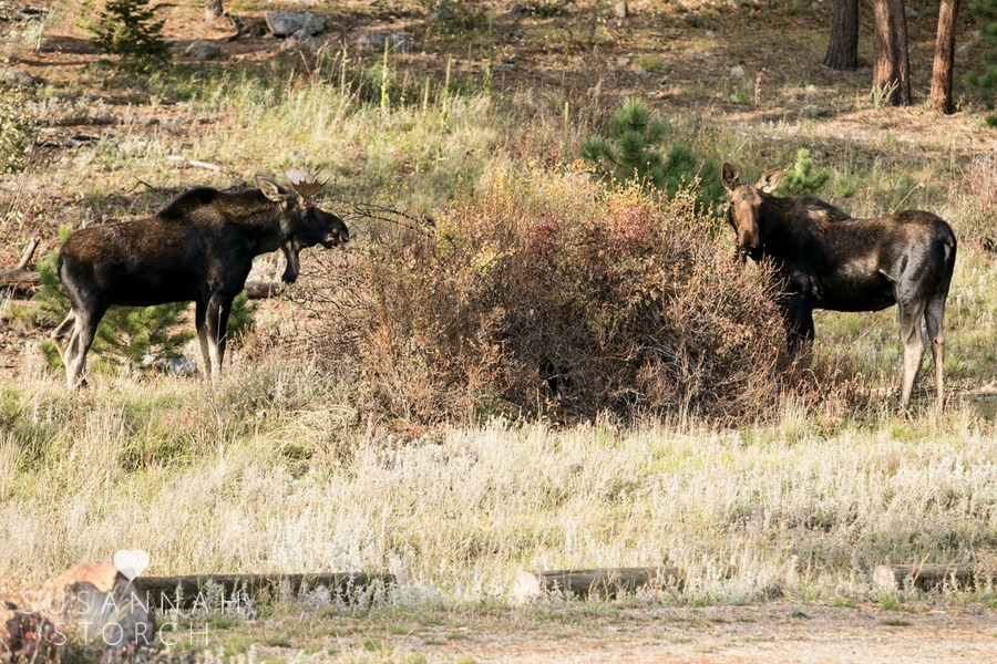 two moose eat from a bush