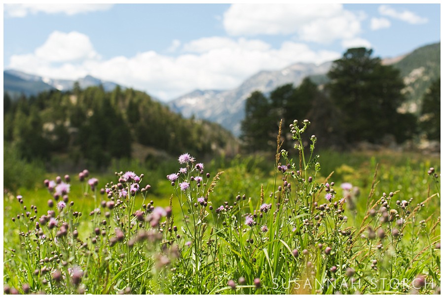 wildflowers in front of green trees and mountains