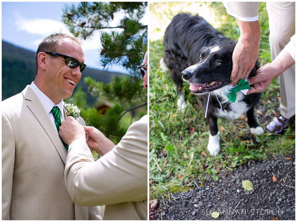 two images---one of a groom getting ready and one of a dog getting a bow tie put on