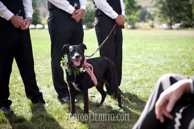 a dog stands during an outdoor wedding ceremony