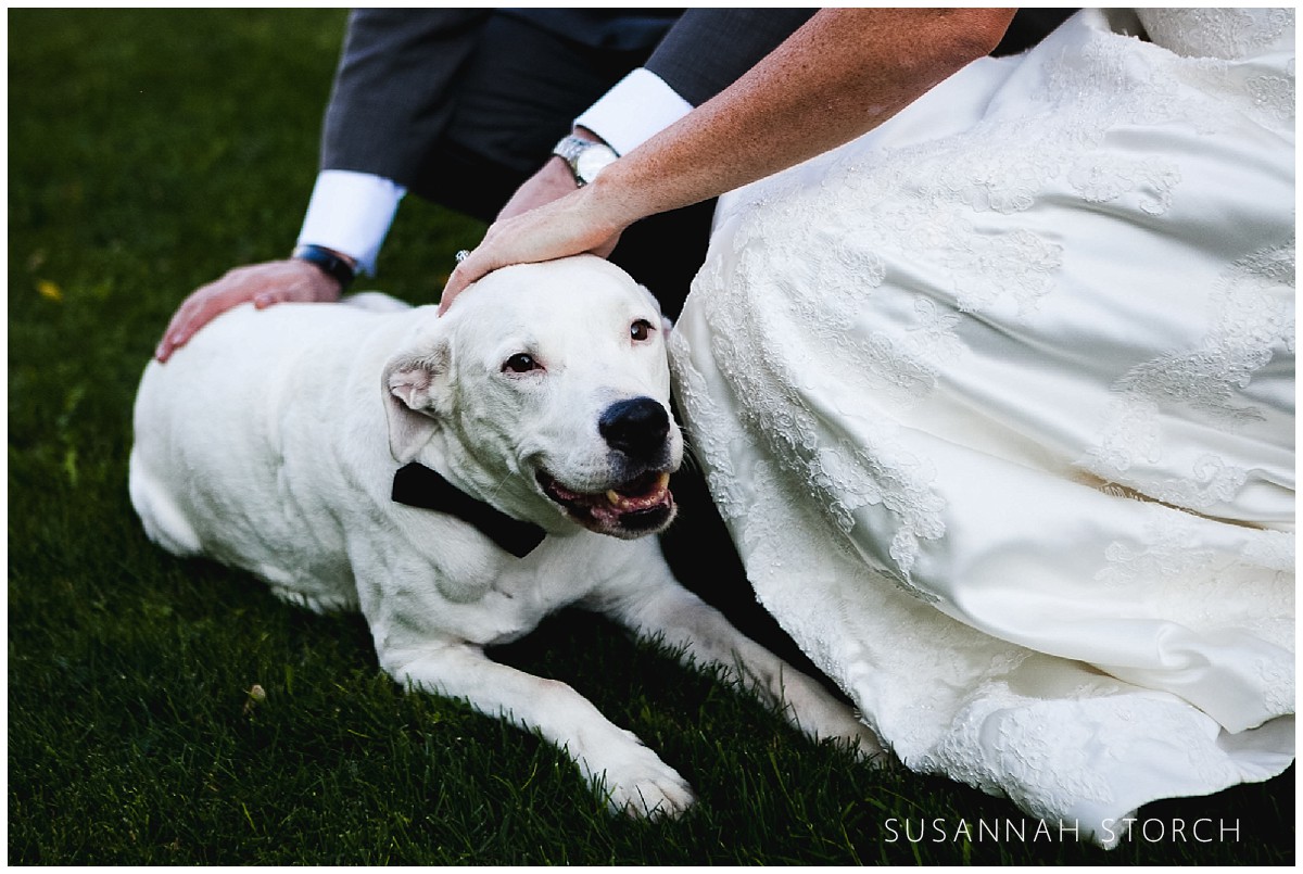 colorado-dogs-at-wedding-2
