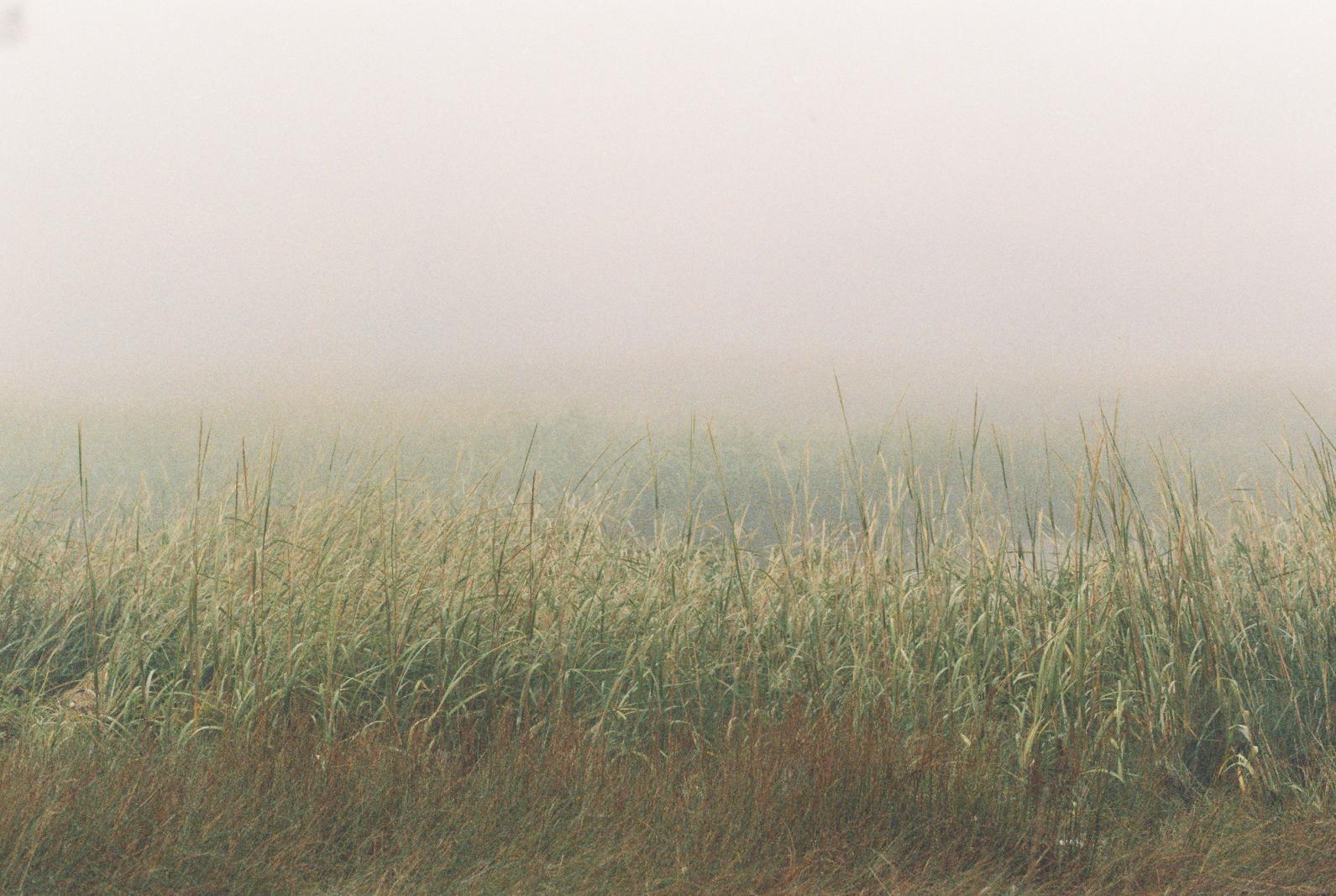 film scan of reeds in fog
