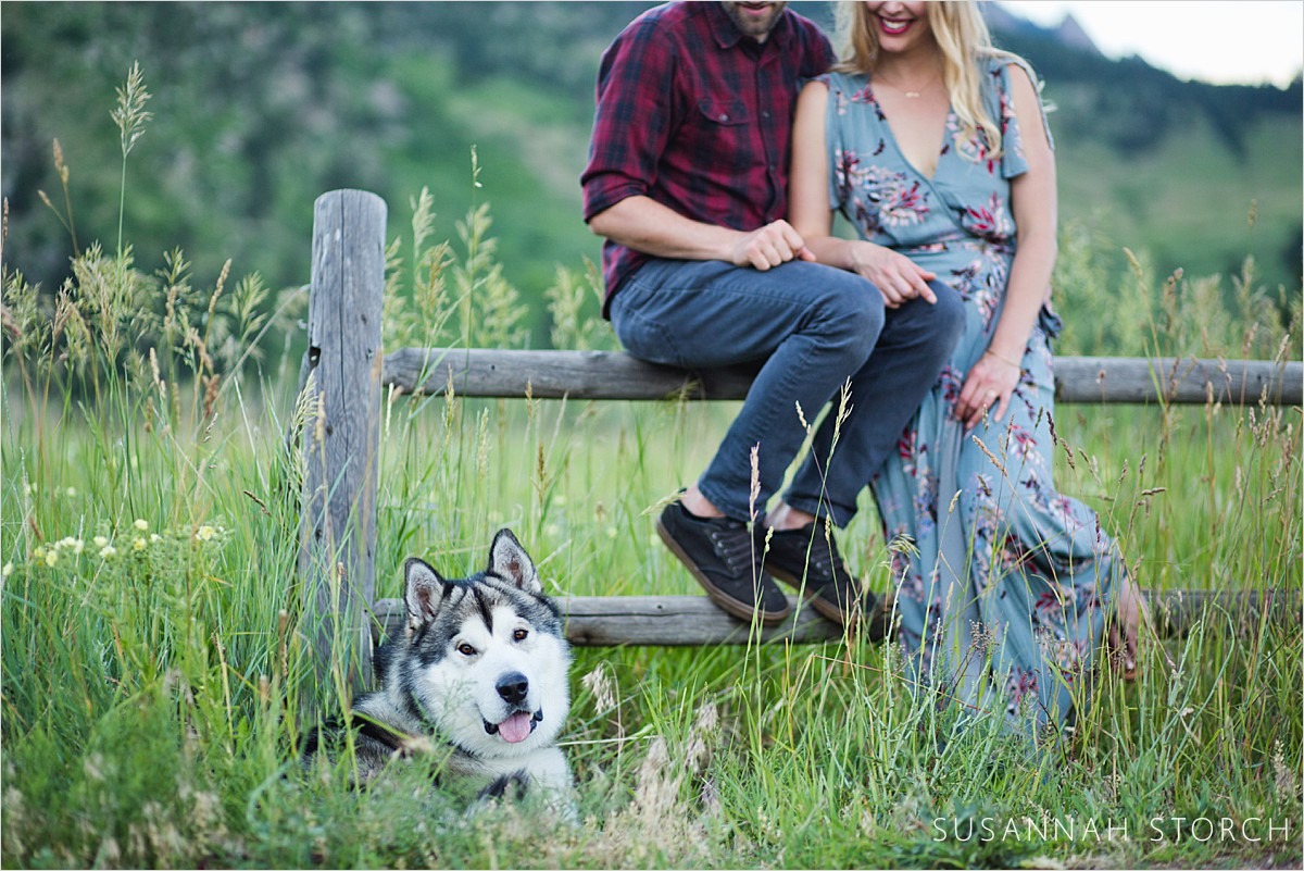 a dog peaks out from tall grass during an e-session