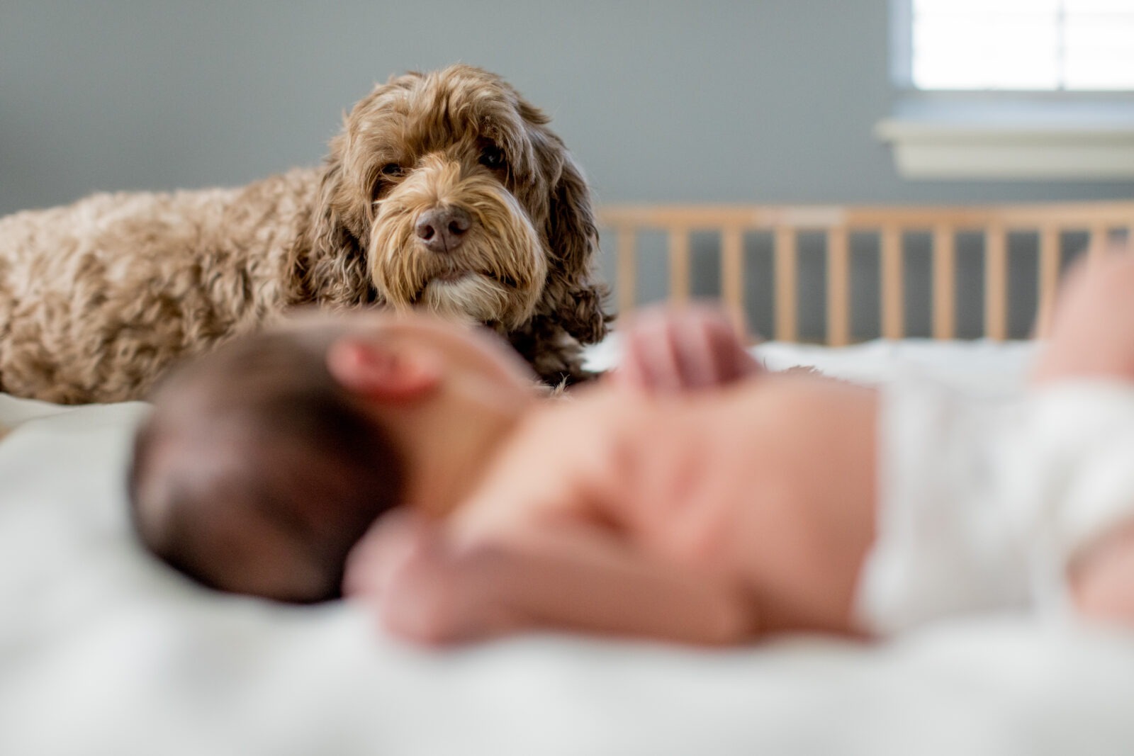 dog looks at newborn baby during in-home newborn photography session in colorado